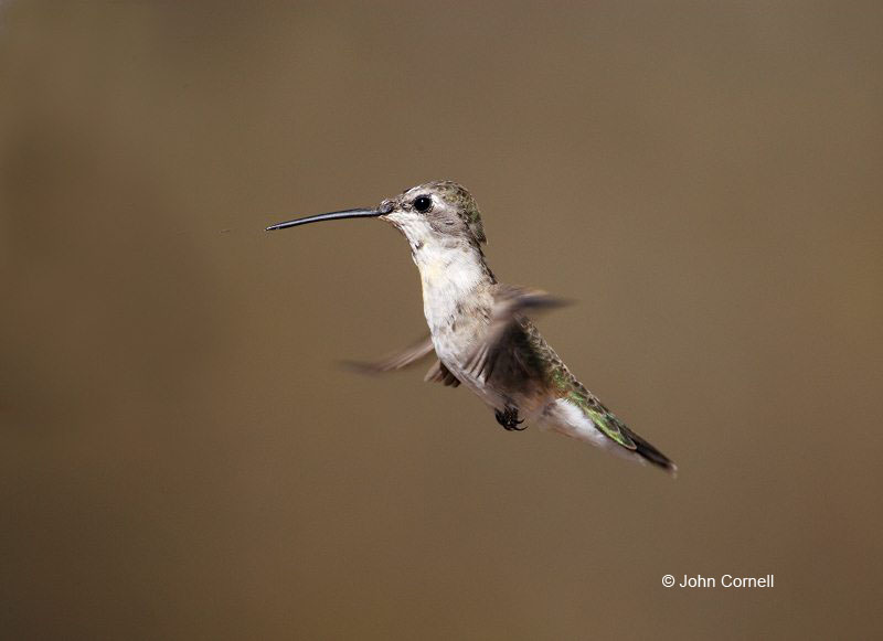 Black-chinned Hummingbird;Hummingbird;Archilochus alexandri;Flying bird;action;aloft;behavior;flight;fly;flying;soar;wing;winged;wings;one animal;Color Image;Photography;Birds;Animals in the Wild;Flight;Action;Active;in flight;motion;movement;soaring